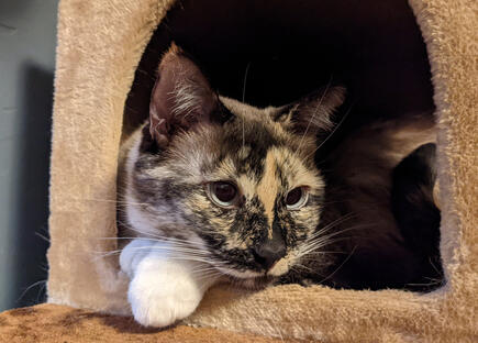 Siamese tortie mix cat lays on her front paw inside a cat tower, looking off camera right