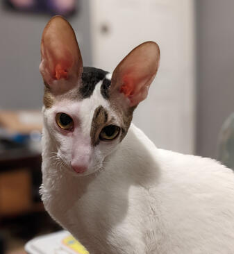 White Cornish Rex cat with brown and black markings on his head stares directly into camera